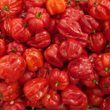 Pepper Seeds - Sweet Pepper - Ají Dulce 2 - Alliance of Native Seedkeepers - Vegetable Seeds