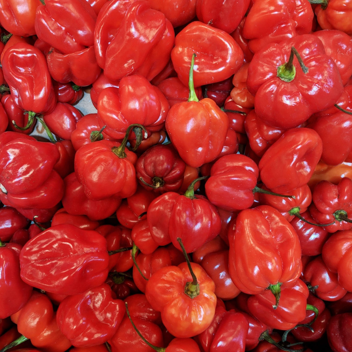 Pepper Seeds - Sweet Pepper - Ají Dulce 2 - Alliance of Native Seedkeepers - Vegetable Seeds