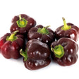 Pepper Seeds - Sweet Pepper - Chocolate Bell - Alliance of Native Seedkeepers - Vegetable Seeds