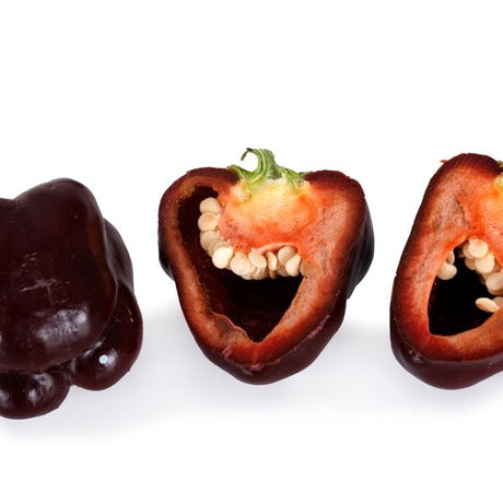 Pepper Seeds - Sweet Pepper - Chocolate Bell - Alliance of Native Seedkeepers - Vegetable Seeds