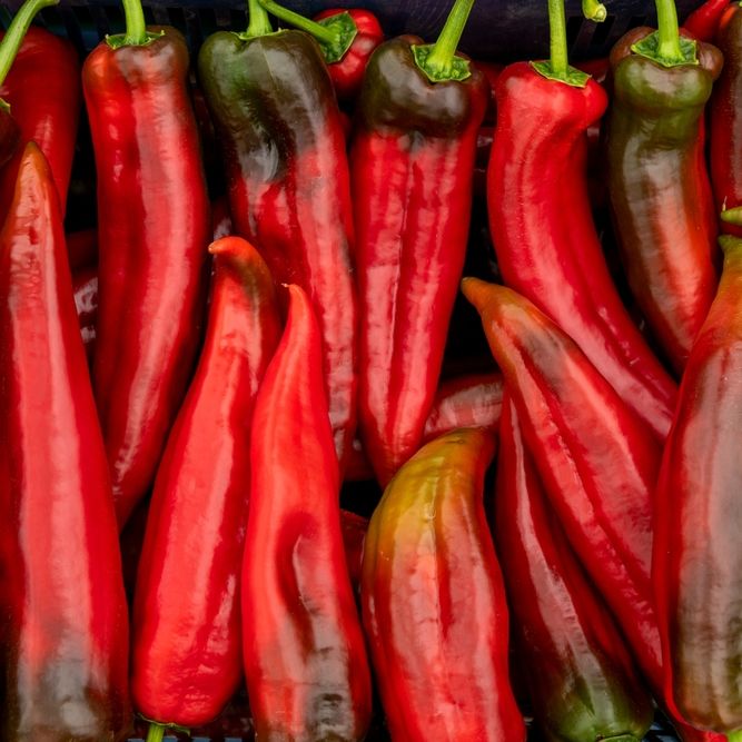 Pepper Seeds - Sweet Pepper - Corno di Toro Rosso - Alliance of Native Seedkeepers - Vegetable Seeds