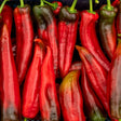 Pepper Seeds - Sweet Pepper - Corno di Toro Rosso - Alliance of Native Seedkeepers - Vegetable Seeds