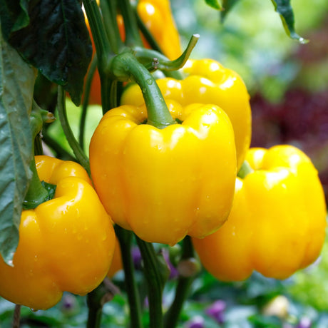 Pepper Seeds - Sweet Pepper - Golden California Wonder - Alliance of Native Seedkeepers - Vegetable Seeds