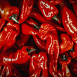 Pepper Seeds - Sweet Pepper - Marconi Red - Alliance of Native Seedkeepers - Vegetable Seeds