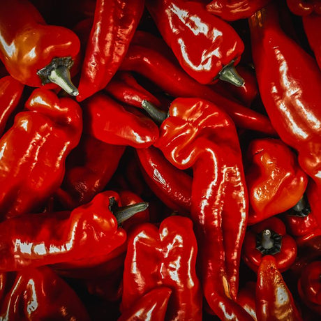 Pepper Seeds - Sweet Pepper - Marconi Red - Alliance of Native Seedkeepers - Vegetable Seeds