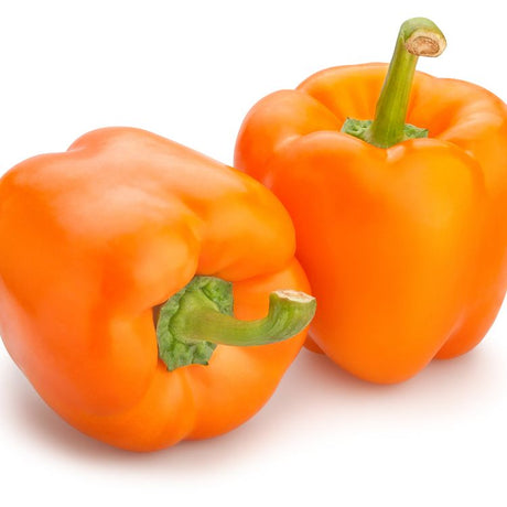 Pepper Seeds - Sweet Pepper - Orange Sun - Alliance of Native Seedkeepers - Vegetable Seeds