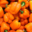 Pepper Seeds - Sweet Pepper - Orange Sun - Alliance of Native Seedkeepers - Vegetable Seeds