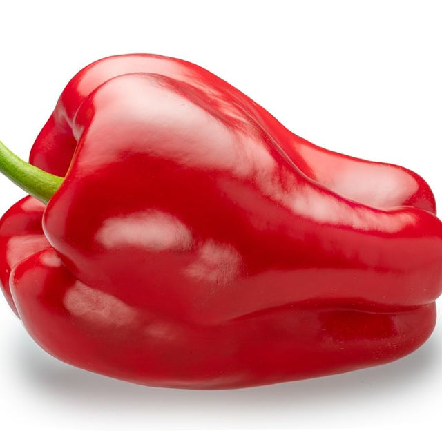 Pepper Seeds - Sweet Pepper - Quadrata d'Asti Rosso - Alliance of Native Seedkeepers - Vegetable Seeds