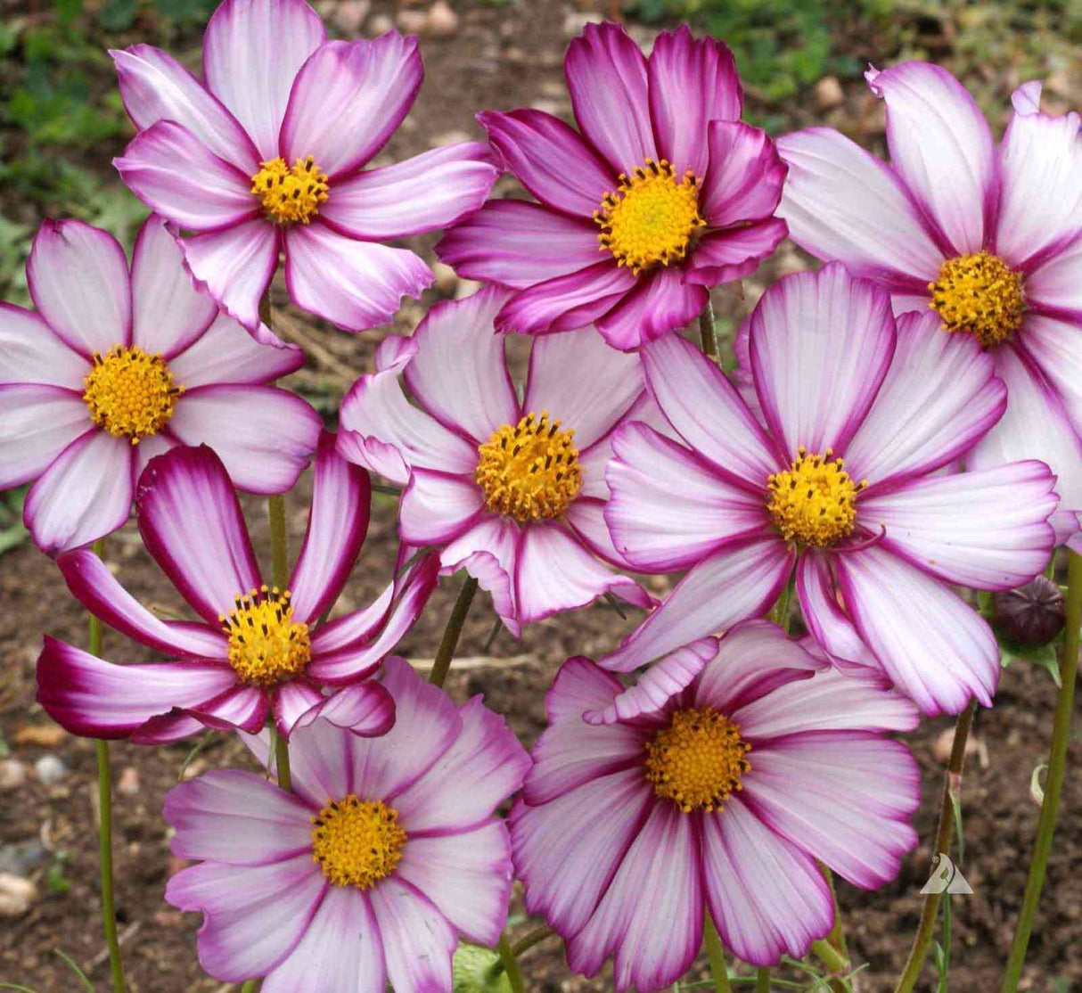 Cosmos Seeds - Picotee