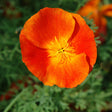 Poppy Seeds - California - Red Mikado - Alliance of Native Seedkeepers - Flower Seeds