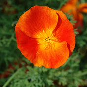 Poppy Seeds - California Red Mikado - Alliance of Native Seedkeepers - Flower Seeds