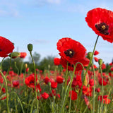 Poppy Seeds - Flanders American Legion - Alliance of Native Seedkeepers - Flower Seeds