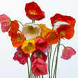 Poppy Seeds - Iceland - Iceland's Finest Poppy - Alliance of Native Seedkeepers - Flower Seeds