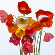 Poppy Seeds - Iceland - Iceland's Finest Poppy - Alliance of Native Seedkeepers - Flower Seeds