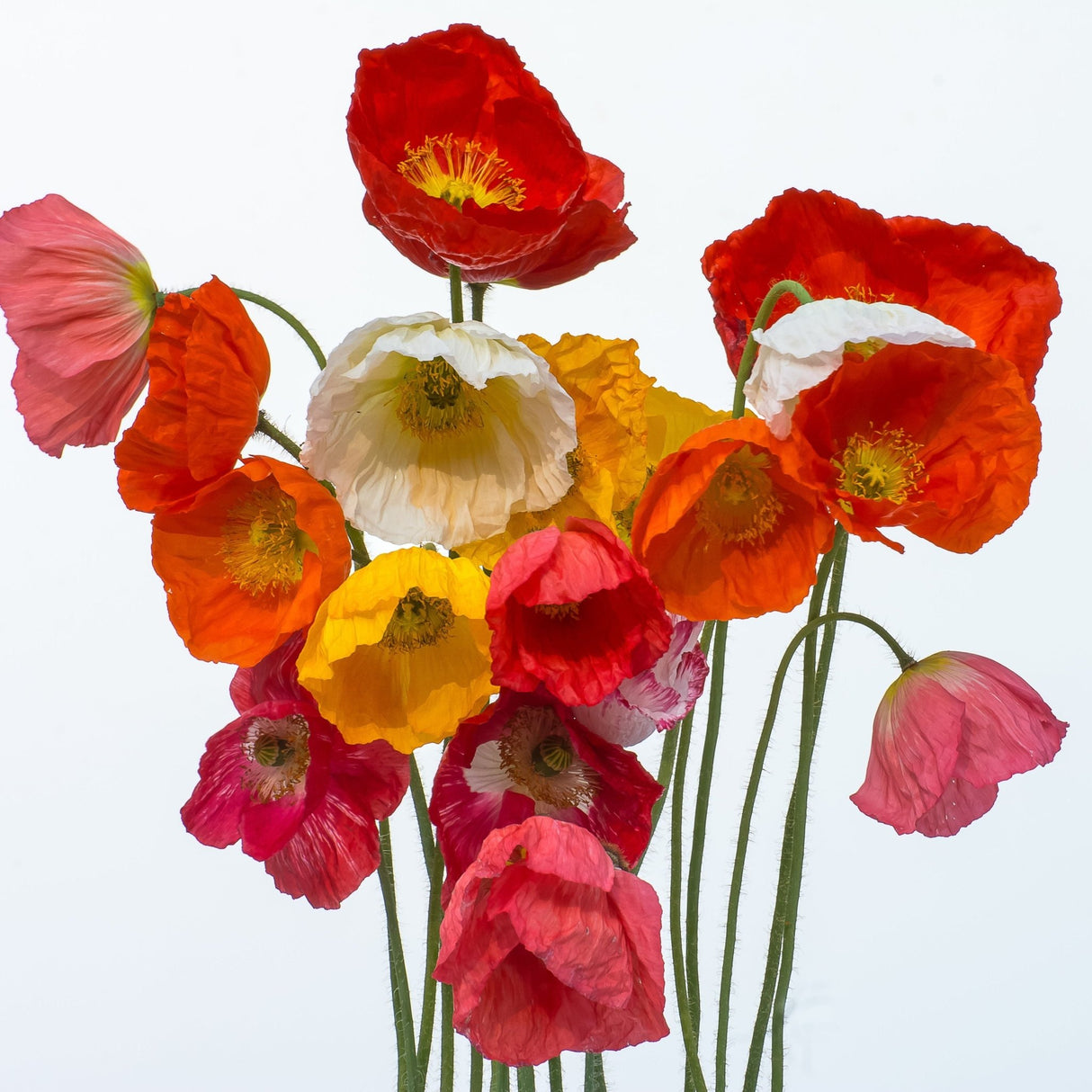 Poppy Seeds - Iceland - Iceland's Finest Poppy - Alliance of Native Seedkeepers - Flower Seeds