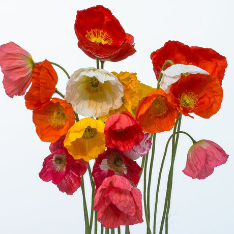 Poppy Seeds - Iceland - Iceland's Finest Poppy - Alliance of Native Seedkeepers - Flower Seeds