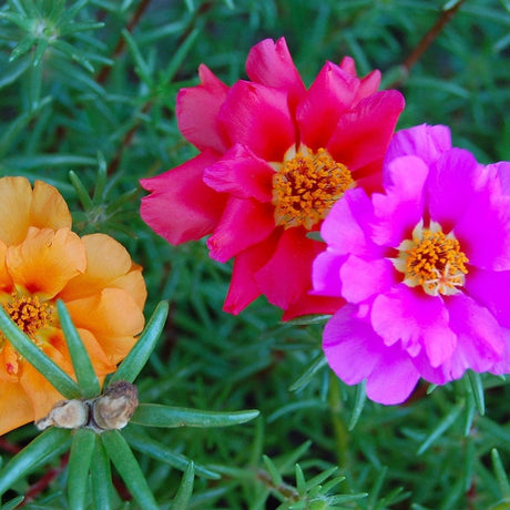 Portulaca Seeds - Double Mixed Colors Portulaca - Alliance of Native Seedkeepers - Flower Seeds