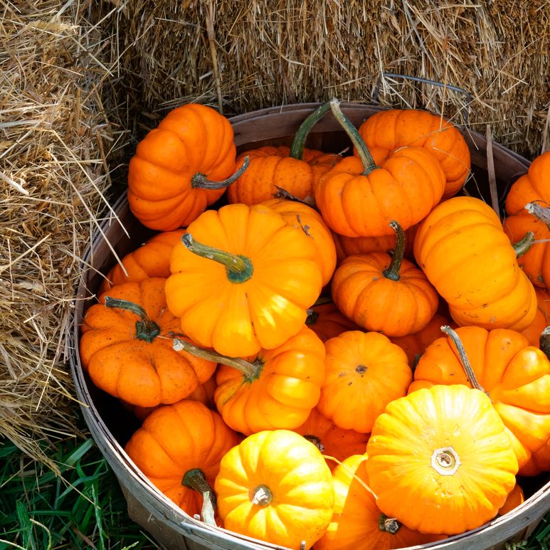 Pumpkin Seeds - Jack Be Little - Alliance of Native Seedkeepers - Vegetable Seeds