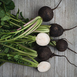 Radish Seeds - Black Spanish - Alliance of Native Seedkeepers - Vegetable Seeds