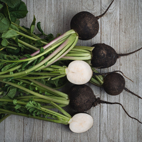 Radish Seeds - Black Spanish - Alliance of Native Seedkeepers - Vegetable Seeds