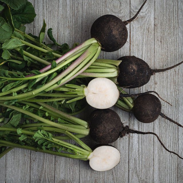 Radish Seeds - Black Spanish - Alliance of Native Seedkeepers - Vegetable Seeds