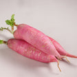 Radish Seeds - China Rose - Alliance of Native Seedkeepers - Vegetable Seeds