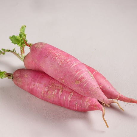 Radish Seeds - China Rose - Alliance of Native Seedkeepers - Vegetable Seeds