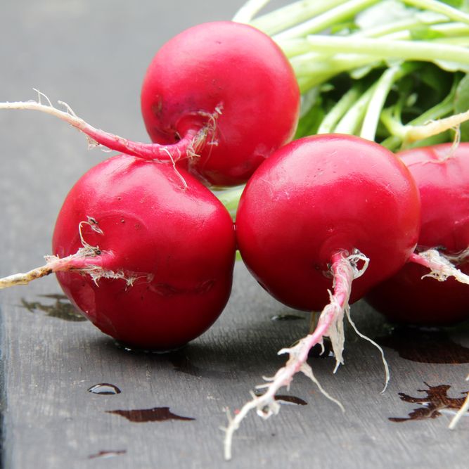 Radish Seeds - Giant German - Alliance of Native Seedkeepers - Vegetable Seeds