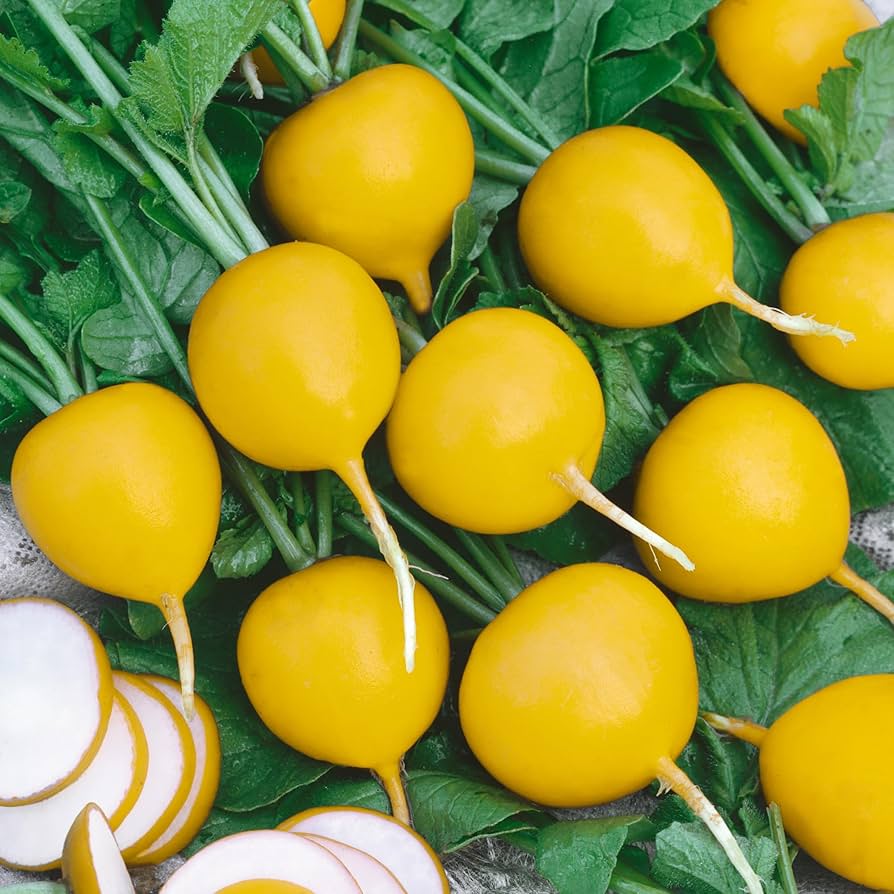 Radish Seeds - Golden Helios - Alliance of Native Seedkeepers - Vegetable Seeds