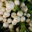 Radish Seeds - Hailstone - Alliance of Native Seedkeepers - Vegetable Seeds