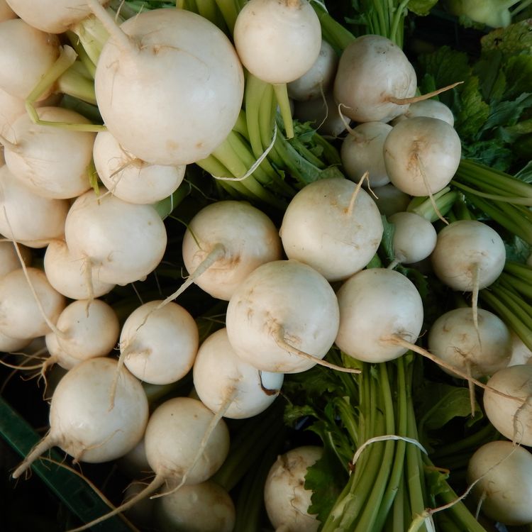 Radish Seeds - Hailstone - Alliance of Native Seedkeepers - Vegetable Seeds