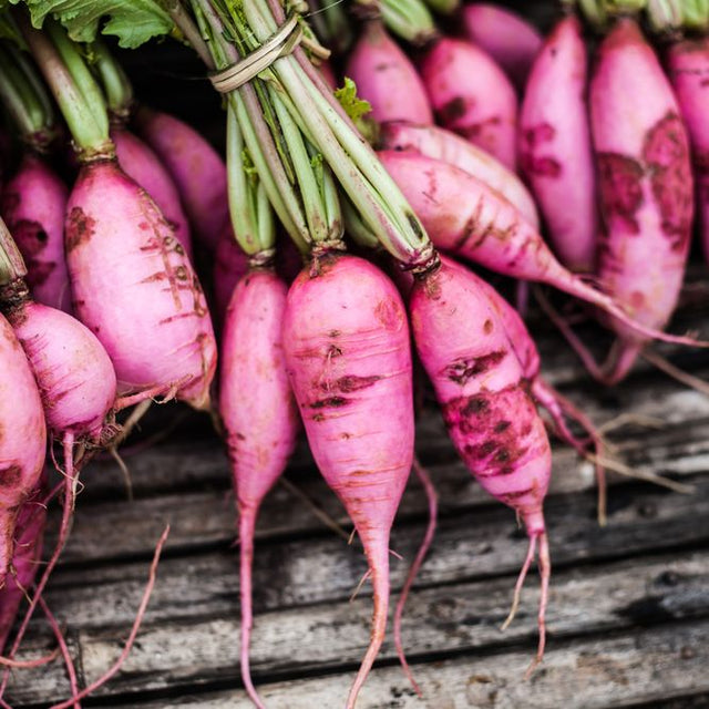 Radish Seeds - Purple Plum - Alliance of Native Seedkeepers - Vegetable Seeds