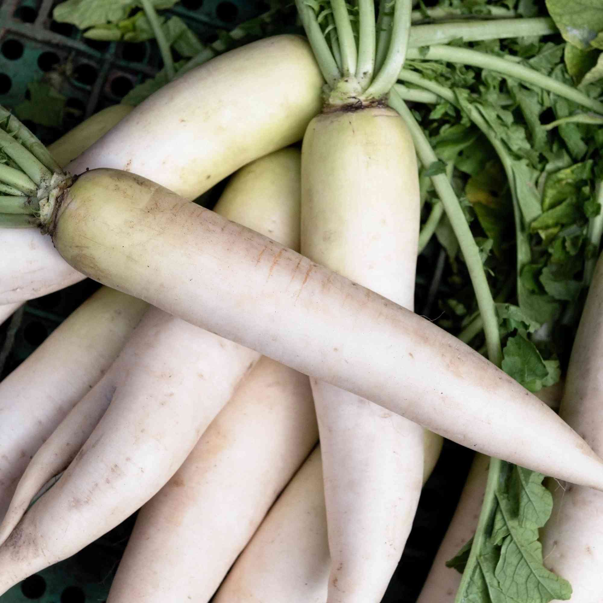 Sparkler Radish Seeds - Root and Greens | AONSK