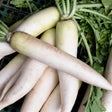 Radish Seeds - White Icicle - Alliance of Native Seedkeepers - Vegetable Seeds