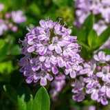 Savory Seeds - Summer Savory - Alliance of Native Seedkeepers - Herb Seeds