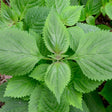 Shiso Seeds – Green - Alliance of Native Seedkeepers - Herb Seeds