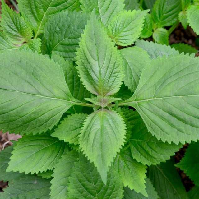 Shiso Seeds – Green - Alliance of Native Seedkeepers - Herb Seeds