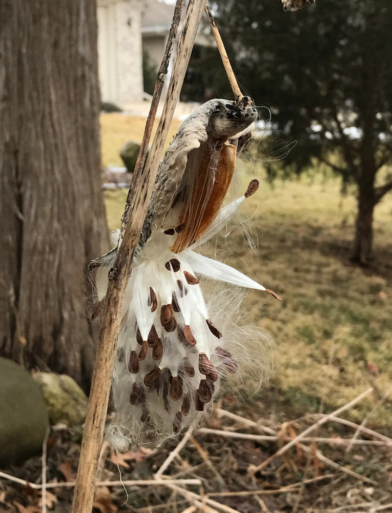 Mature milkweed seed pod opening to release brown seeds attached to silky floss