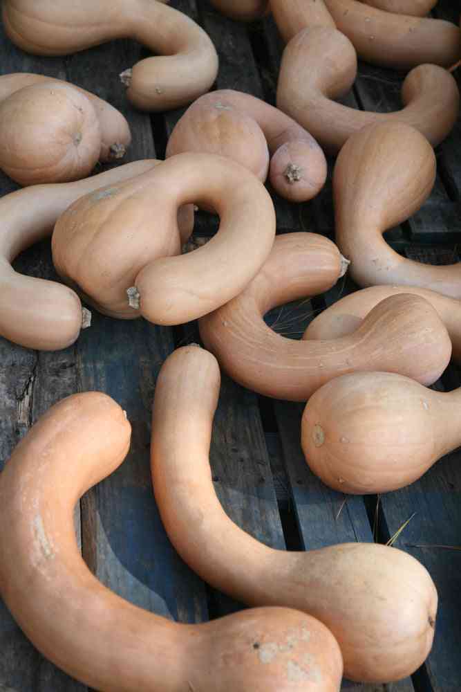 Squash Seeds - Winter - Haudenosaunee Crookneck