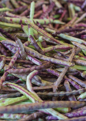 Mississippi Purple Hull cowpeas seeds for planting