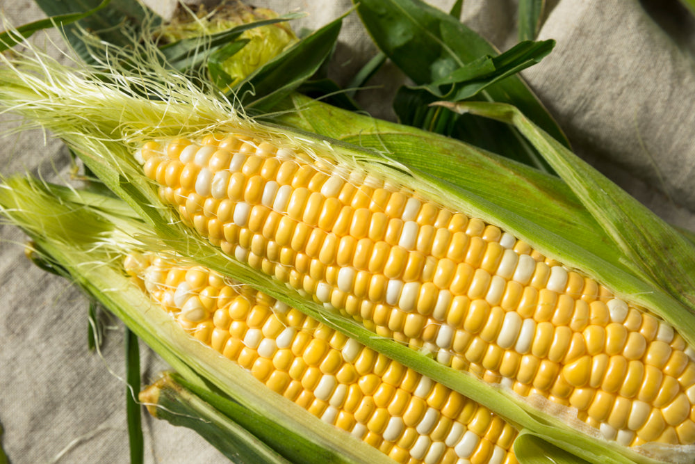 Sweet Ambrosia corn seeds ready to grow juicy and delicious sweet corn in your garden
