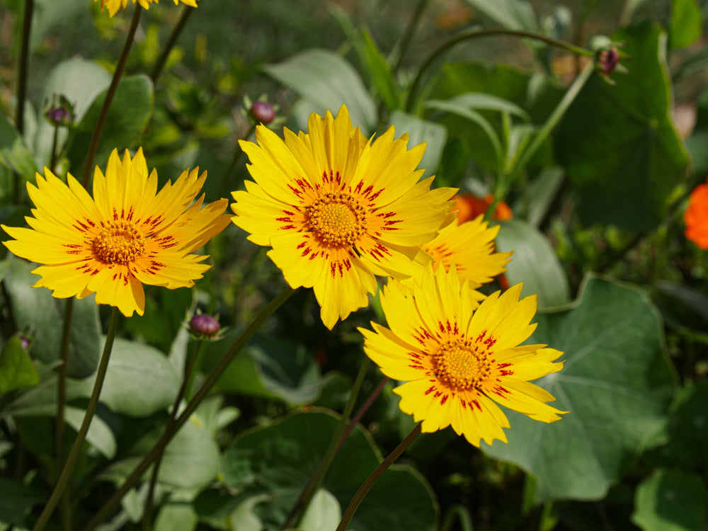 Flower Seeds - Wildflower - Western Pollinator Mix