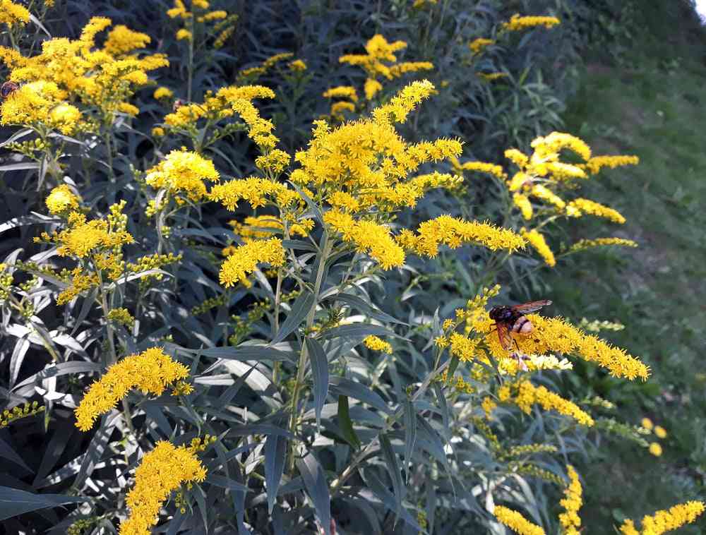 Flower Seeds - Wildflower - Eastern Pollinator Mix
