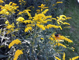 Flower Seeds - Wildflower - Eastern Pollinator Mix
