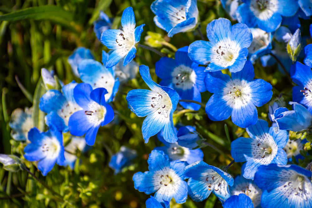 Flower Seeds - Wildflower - Western Pollinator Mix