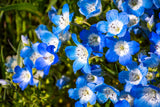 Flower Seeds - Wildflower - Western Pollinator Mix