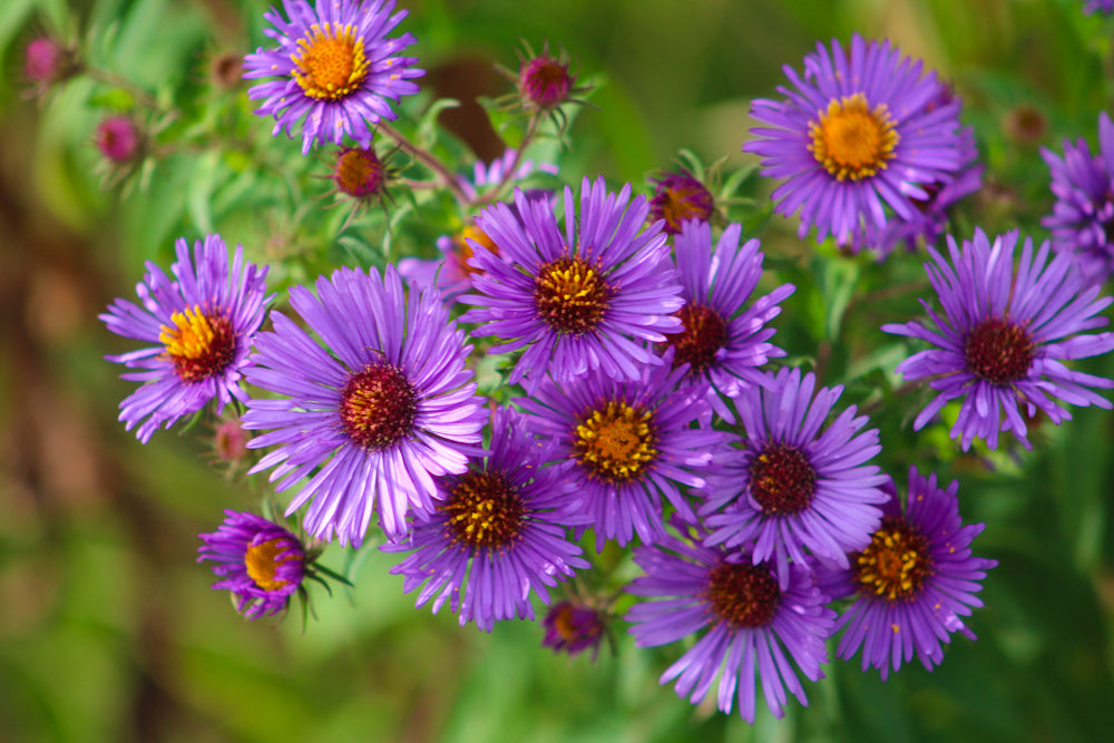 Aster Seeds - Symphyotrichum novae-angliae - New England