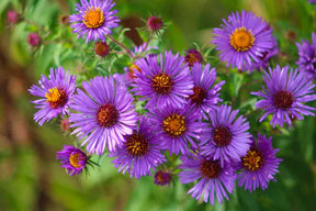 Close-up of Aster Seeds from Symphyotrichum novae-angliae showcasing nature's delicate beauty