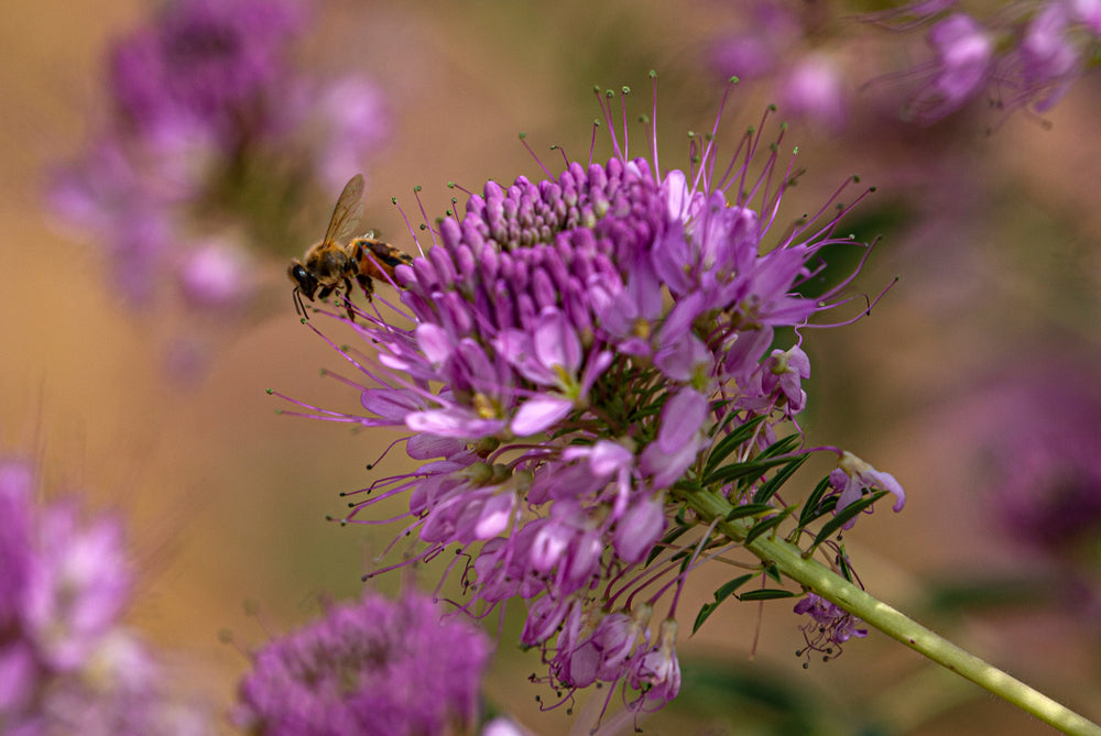 Flower Seeds - Wildflower - Western Pollinator Mix