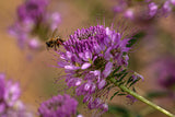 Flower Seeds - Wildflower - Western Pollinator Mix